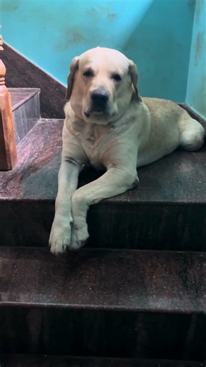 Vella buddy 🤗🐶💕 #dogslove #petshub #funnydog #pets #petcareprovider #doggielife #dogs