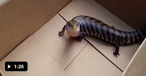 Oh no, it's retarded. - Animals