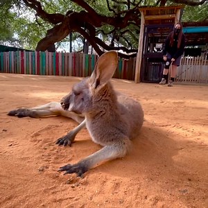 An adorable throwback - little Zander had just a little trouble getting comfortable 😂🥺 | San Antonio Zoo