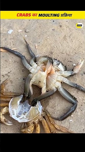 Crab Molting Process | The Secret Life of Crabs | The Risky Life of Crabs |