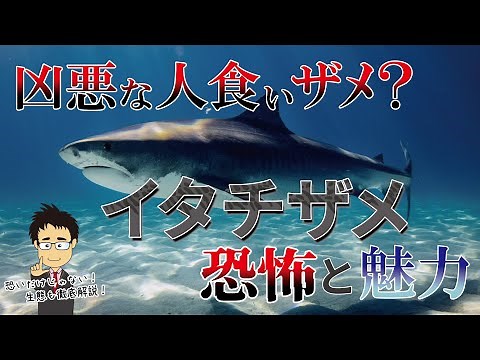 凶悪な人食いザメ？危険ザメNo.2イタチザメの真の姿とは？危険性から繁殖スタイルまで徹底解説！【タイガーシャーク】【Tiger shark】