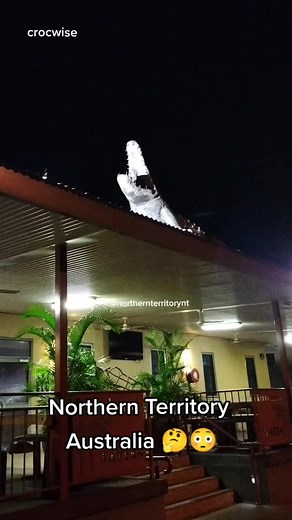 Crocodile on Roof: Unbelievable Sight in Northern Australia
