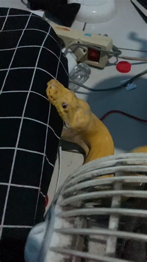 Tenk slytherin on Instagram: "Dasar ular beg* #lfl #lfl❤️ #lfl💛 #reels #snake #fypシ #cutesnake #exoticpets #reptiles #fyp #virals"