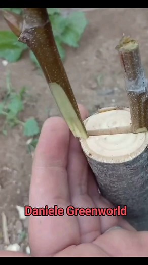 39K views · 337 reactions | WALNUT GRAFTING TECHNIQUE! Follow Daniele...