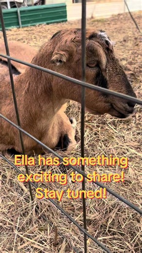 Ella's Surprise Reveal on the Hobby Farm