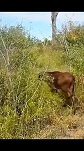 597K views · 2.2K reactions | lion attack baby buffalo | FH Studios | Facebook