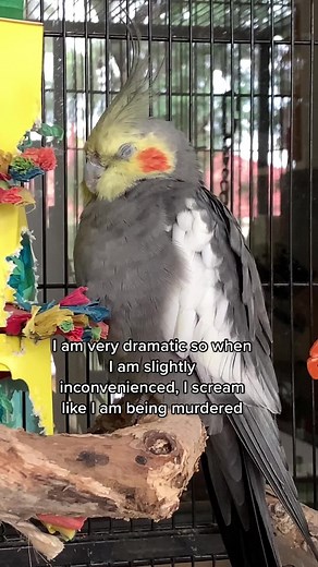 Dramatic Cockatiel Screaming Compilation