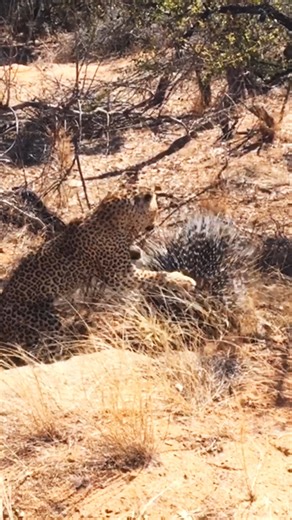 Leopard hunting porcupine gets quills in face! 🤕 Gregory Gillespie from Kruger National Park | Latest Sightings - Kruger
