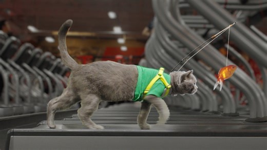 Gym Fails That Every Pet Parent Can Relate To