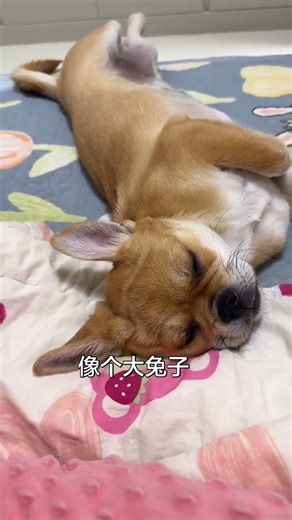 Cute Yellow Rabbit's Big Adventure: Ears Up