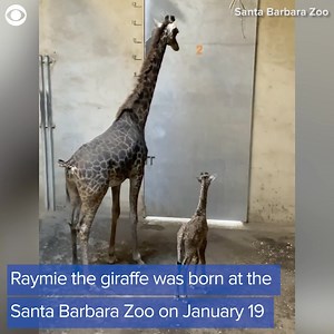 9.3K views · 371 reactions | Raymie the giraffe was born last Wednesday morning at the Santa Barbara Zoo in California. The staff said Raymie weighed 157 pounds and measured about 5-feet 9-inches tall at his first medical exam on Thursday. | Cleveland 19 News | Facebook