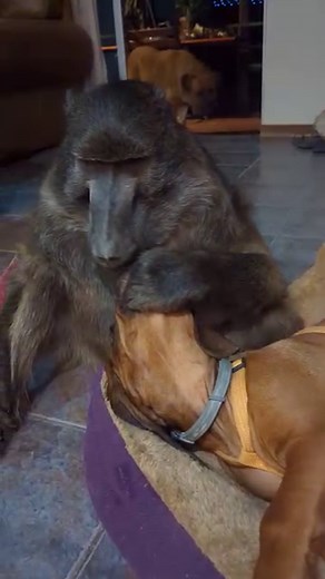 9.4M views · 73K reactions | Back when Cindy the baboon used to sleep outside this is how we would help her find her house 﫶 #animals #animallover #wildlife | Ruben Namibia | Facebook