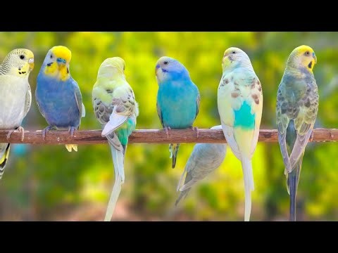 Relaxing Budgie Sounds – Happy Parakeet Chirping