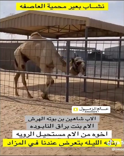 Discovering Camels: Eating Habits and Habitat Insights