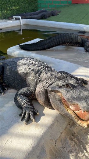 Close-up of a rescued alligator in the world famous pit at Everglades Holiday Park