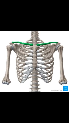 🇺🇸 on Instagram: "Clavicle bone #looksmax #looksmaxx #jordanbarrett #chicolachowski #mewing #jawline #glowup #bonesmashing #mogger"