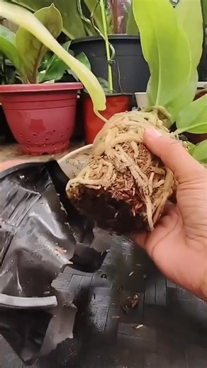 112K views · 690 reactions | Signs of a Root-Bound Anthurium...
