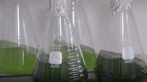 Catalyst: Photosynthesis