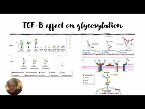 Effect of TGF-B1 on glycosylation #Code: 1047