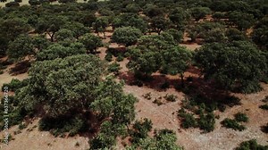 Top view of the crowns of trees among dry grass, savannah on a hot summer day
