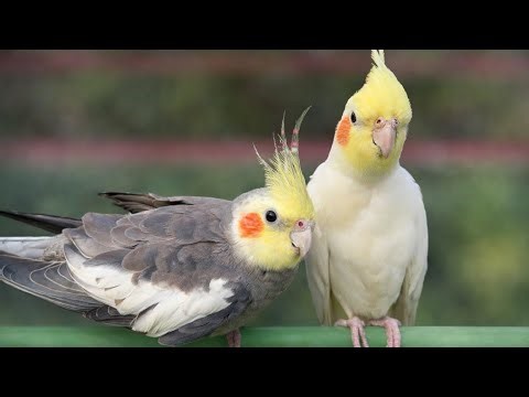 Happy Cockatiel singing and playing