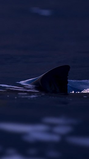 Video by @mikecoots 🦈🦈🦈 Shark #fins are rigid, supported by cartilaginous rods that extend off of their skeletal frame. Learn more interesting facts as #SharkWeek continues all week long on Discovery and discovery ! | Shark Week