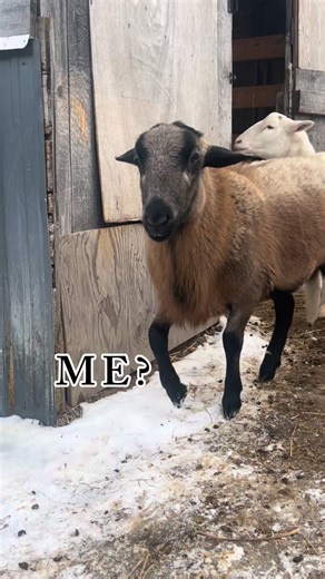 We would like to introduce our newest arrival and here is his story; Cocoa is a Barbados Black Belly sheep who is approximately 9 months old. The background of his short life starts by being born on the slaughter truck. Once the group arrived at the slaughter house he was discovered and rescued by a nice woman. She was sadly unable to save his mom. He was bottle fed by her and once he was 5 months old she found placement for him at Cloa's Ark Animal Sanctuary. He resided there for approximately 