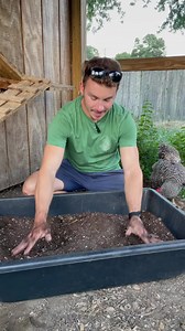 1.5M views · 32K reactions | Provide your chickens the perfect dust...