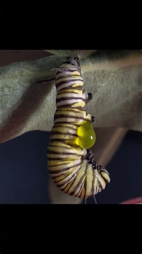 Parasitic Wasp Larvae Emerging from a Caterpillar
