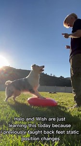 12K views · 321 reactions | Train your dog the FASTEST and most precise SIT to STAND using a paw target. This method is for teaching your dog the kick back stand with the front feet static. #DogTraining #dogtrainer #dogobedience #dogtrainingtips #dogtrainingadvice #positivereinforcementtraining #positivereinforcement #bordercollie | Dogmantics Dog Training | Facebook
