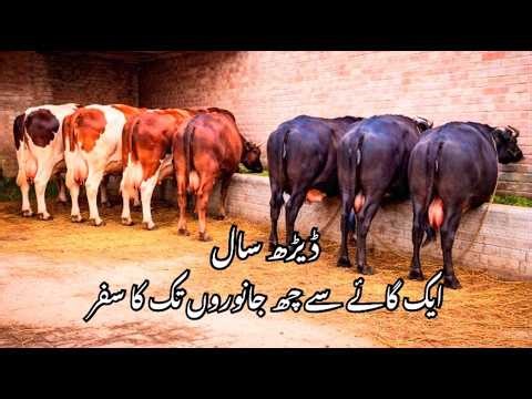 Dairy Farming in Pakistan | Successful Farmer Story