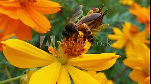 yellow cosmos sulphureus flower, sulfur cosmos and yellow cosmos flower, green leafs, blooming yellow cosmos flower, orange flower, cosmo flower yellow, beautiful cosmo flower, orange cosmo flower, ye