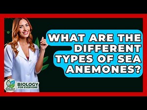 What Are The Different Types Of Sea Anemones? - Biology For Everyone