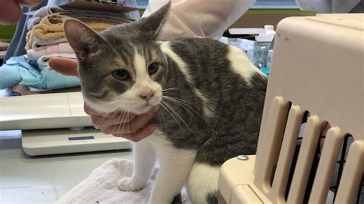 Spike in cat deaths prompts warning from Guelph Humane Society