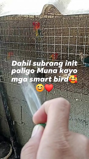 26K views · 105 reactions | Dahil subrang init paligo Muna kayo mga smart bird #jbirdtv #birdshow #show #jayz #ricks #lovebird #birdtricks #birdt #parot | J BIRD TV | Facebook