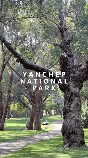 quick stop at yanchep national park 🐨 #westernaustralia #koala #travel