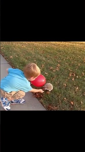 Child Approaches Hedgehog with a Balloon — One Pop Later, Bursts into Tears!