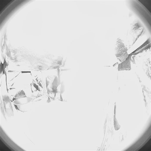 Hillary Abram (@duh_hillary)’s videos with Sneaky Sneaky - Gold-Tiger