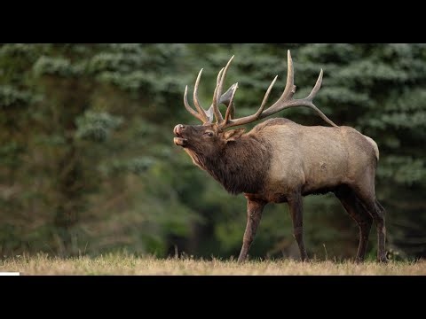 Love's Conquest: Sexual Selection in Mammals • Daily Dose of Nature