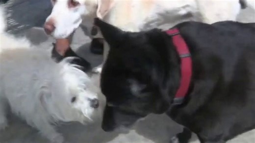 Pennsylvania bill would recognize pets as family members in divorce cases