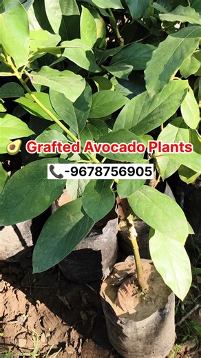 🥑 Grafted Avocado Plants #avocadofarming