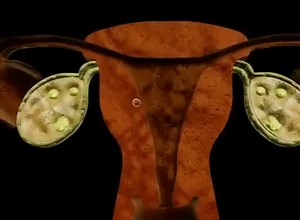 48K views · 45 reactions | Incredible video of how sperm turns into a baby in mother's womb. | Pawdose | Facebook