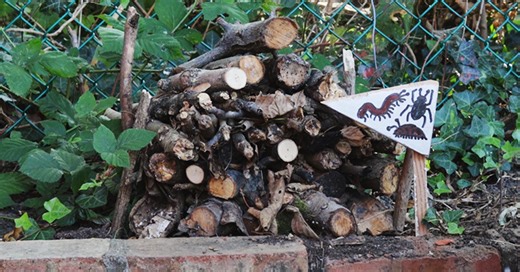 How to make a log pile to provide shelter for garden wildlife | Natural History Museum