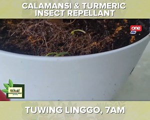 162K views · 5.5K reactions | Tara na't alamin kung paano nga ba gawing insect repellant ang calamansi at turmeric powder para sa ating mga halaman! Tutok lang sa Masaganang Buhay kasama ang magsasakang reporter na si Mer Layson tuwing Linggo, alas-siete ng umaga dito sa One PH. #TeleserbisyoParaSaPilipino Subaybayan sa Cignal TV CH.1 at manood ng libre sa Cignal Play. | One PH | Facebook