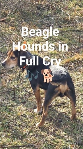 Beagle Hounds in Full Cry 🎶🐕 #howtotrackarabbit #puppy #beaglebreed #doglife