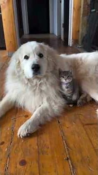 They Said Cats And Dogs Can’t Be Friends… They Were Wrong 😂