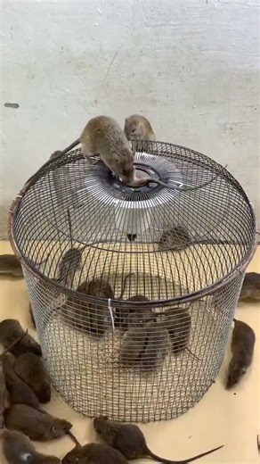 Awesome mousetrap ideas from plastic and cardboard buckets#mousetrap #rattrap #shorts