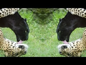 Black Panther Mating: A Journey of Love and Family