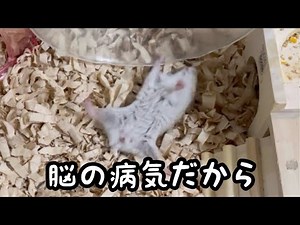 脳の病気のハムスター