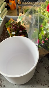 21 reactions |  Floral Daddy B is hunkered down in the store creating new 8” Festive Holiday Planters while he waits for the snow to melt!  Choose from Cyclamen or Christmas Cactus, with complimentary Frosty Fern, Winterberry, Variegated Ivy or Peperomia.  $79.99 * Slow Creativity means quantities are limited. * | LittleTree Garden Market | Facebook